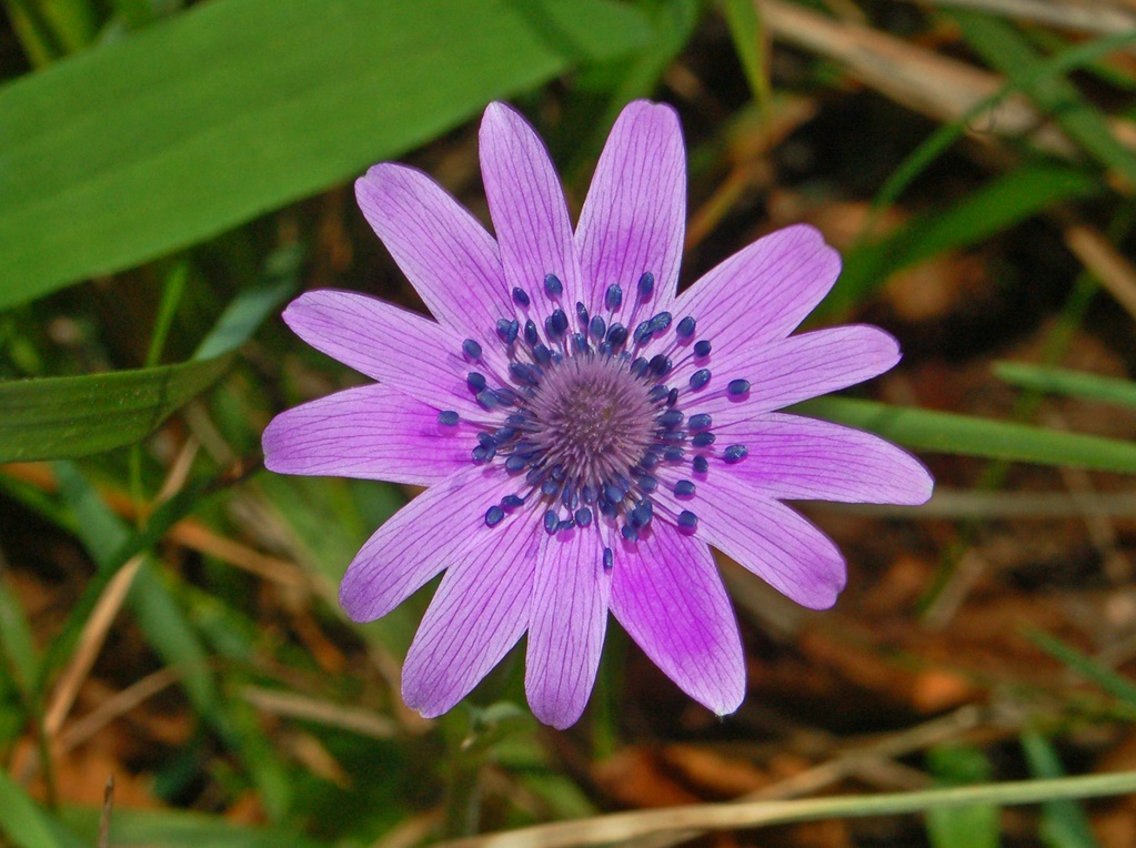 Anemone hortensis / Anemone stellato, a. fior - stella